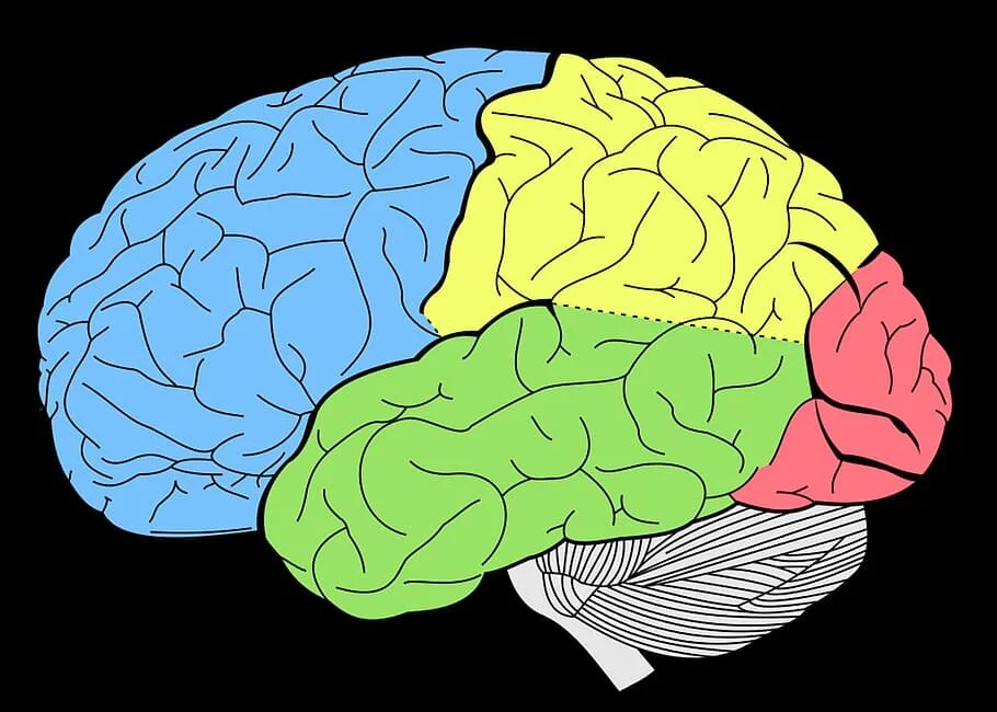 Does The Brain Think?