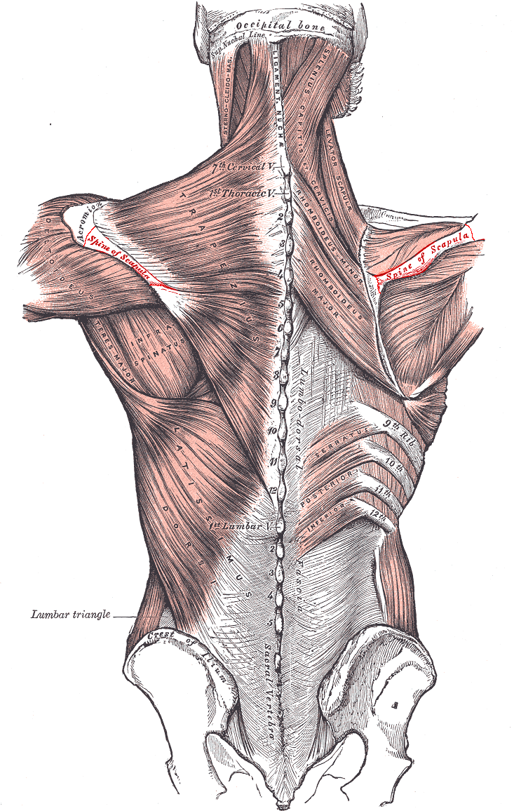 Spine_of_scapula.PNG