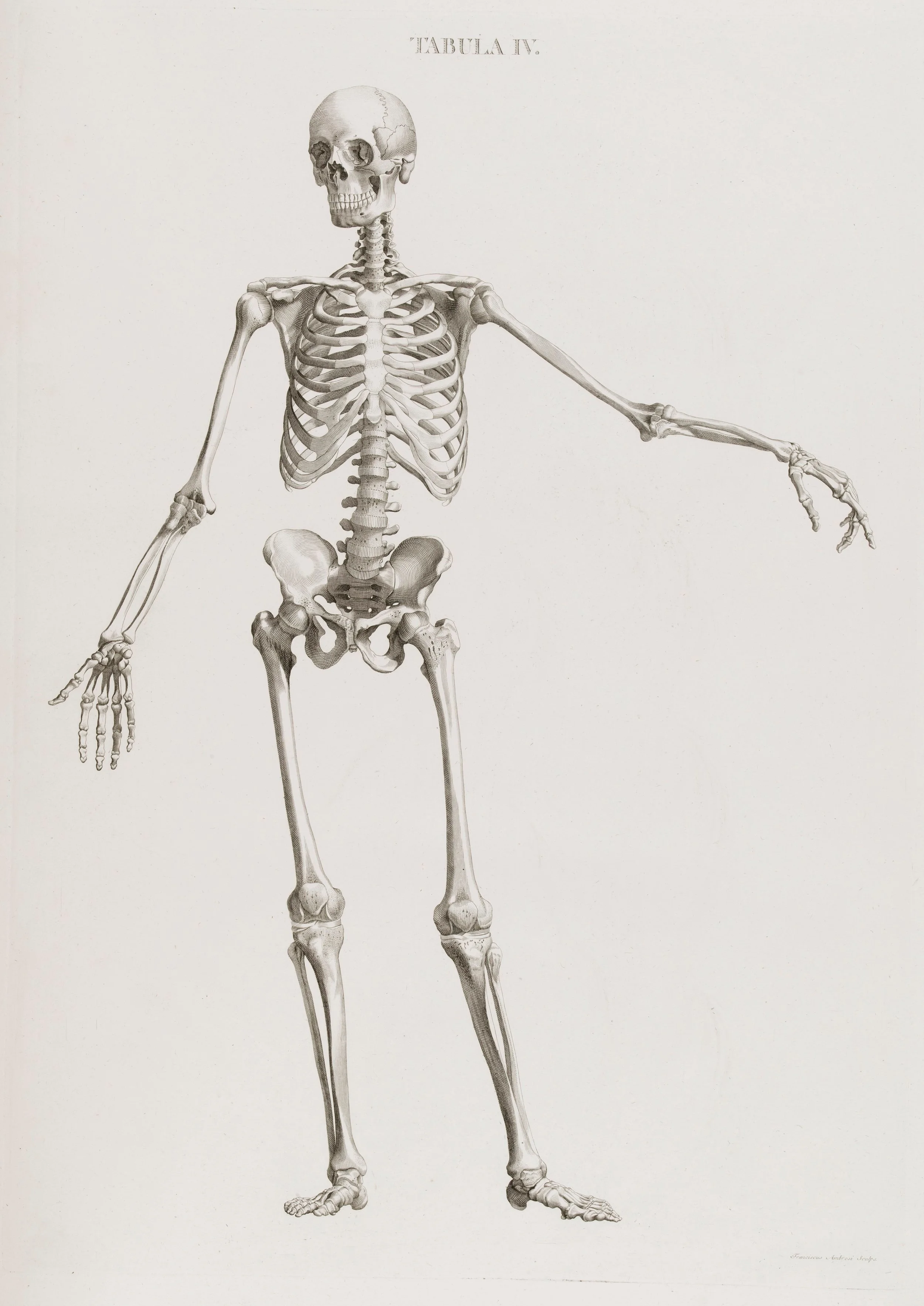Illustration_of_skeleton_standing_Wellcome_L0049507.jpg