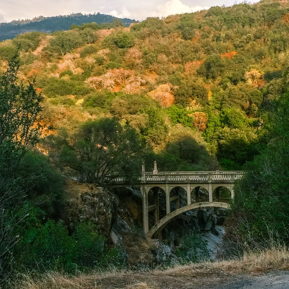 Sequoia Forest_Odaniel_IG (1 of 32).jpg