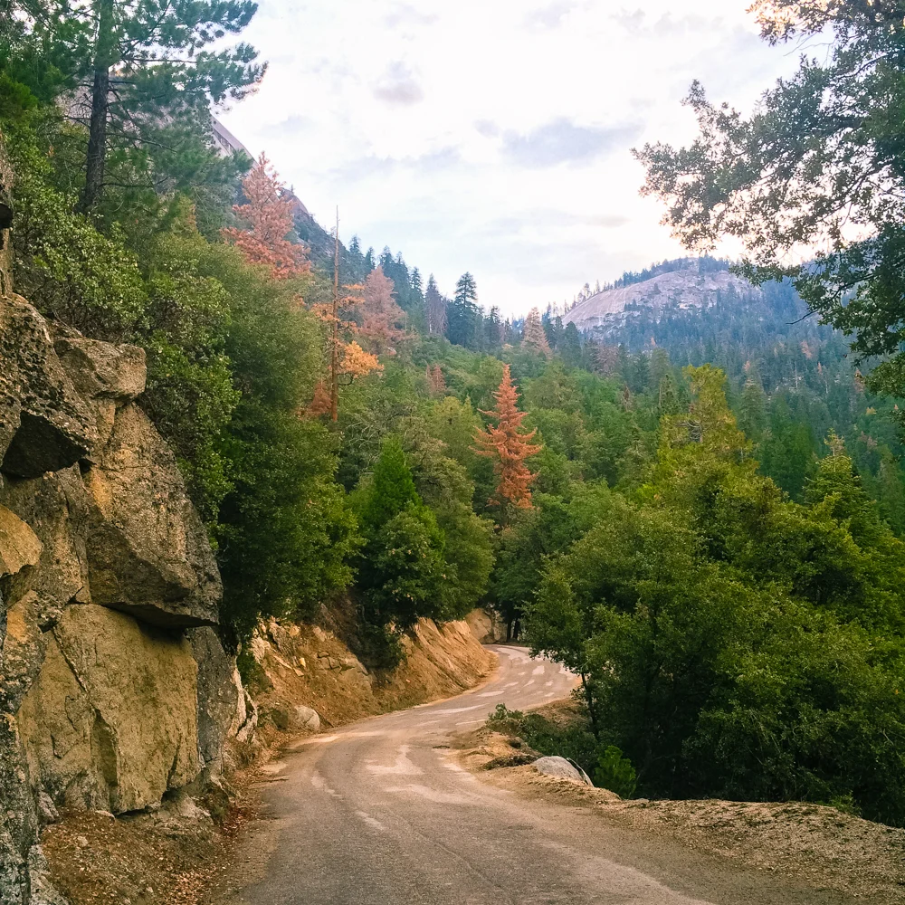 Sequoia Forest_Odaniel_IG (10 of 32).jpg