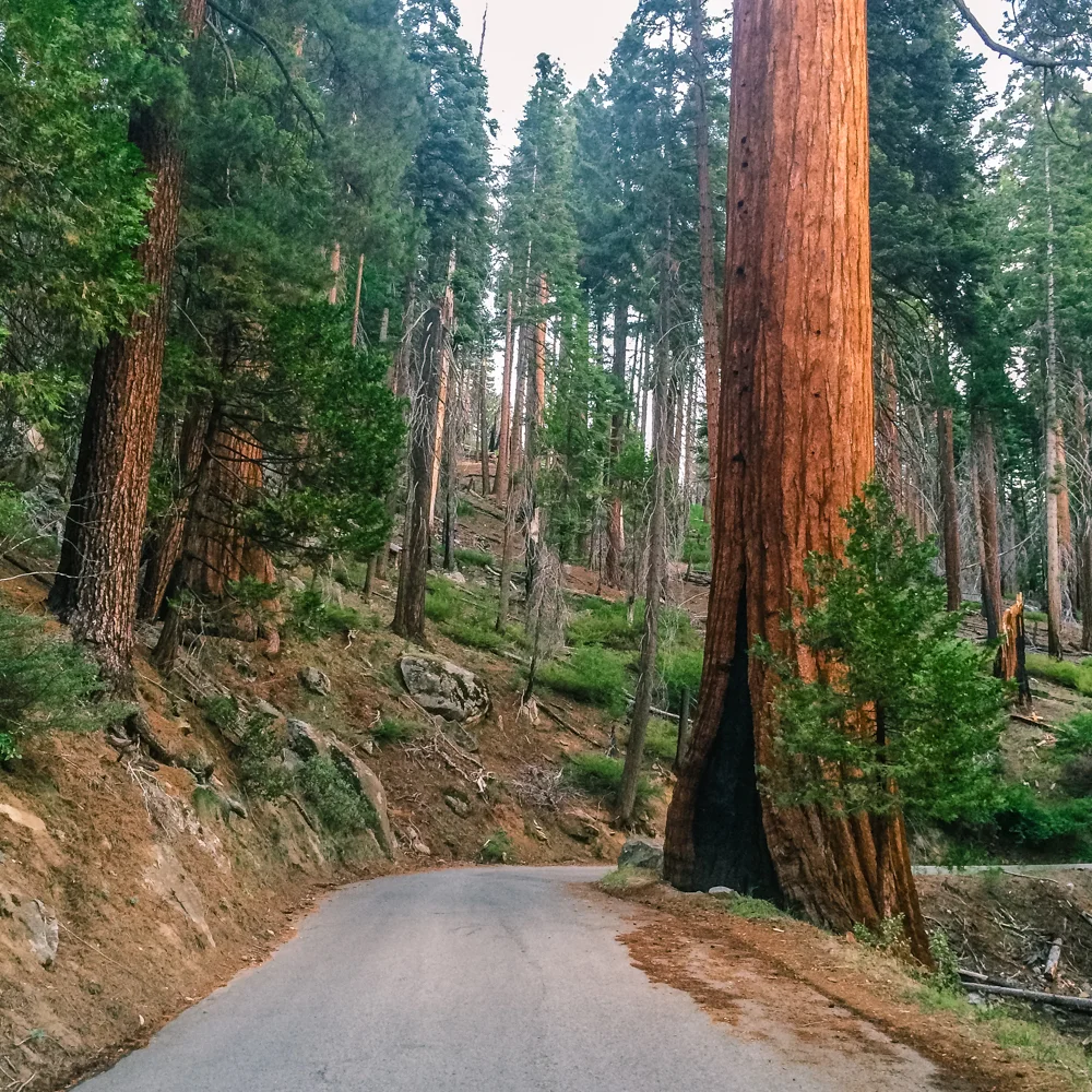 Sequoia Forest_Odaniel_IG (12 of 32).jpg