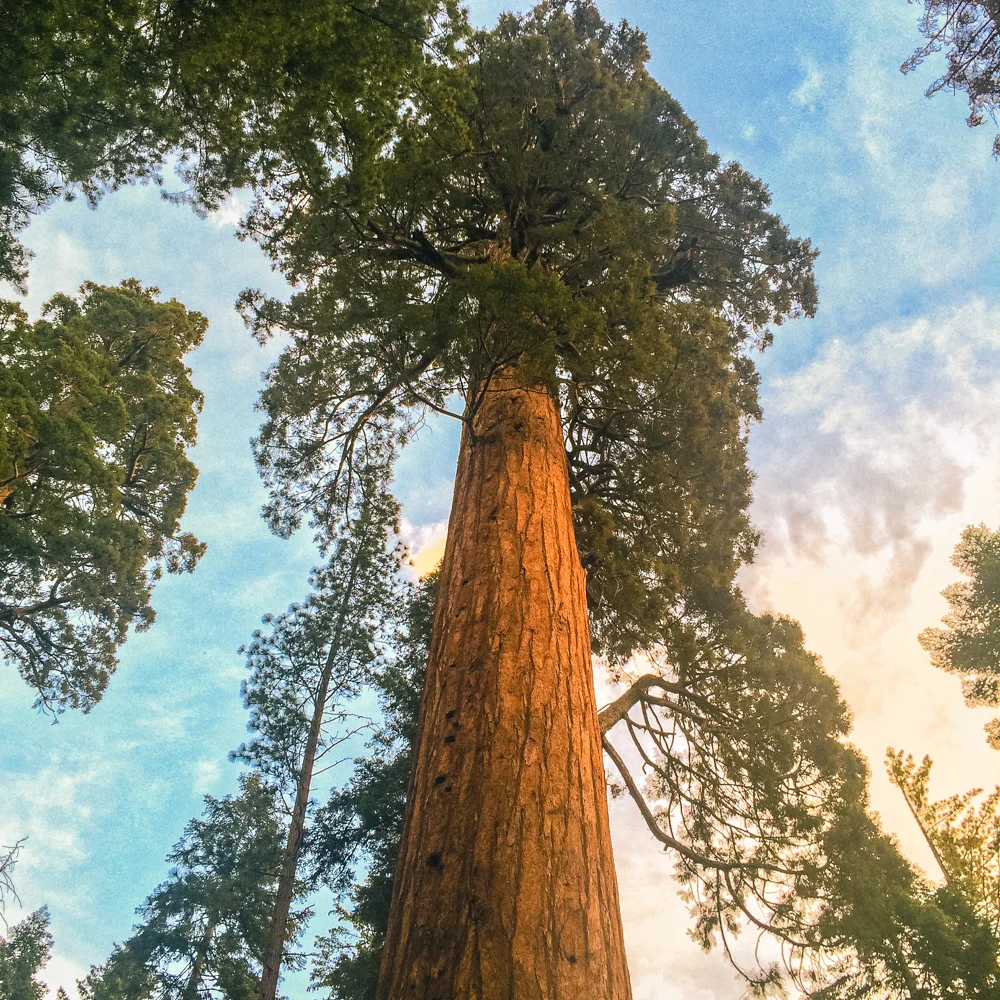Sequoia Forest_Odaniel_IG (13 of 32).jpg