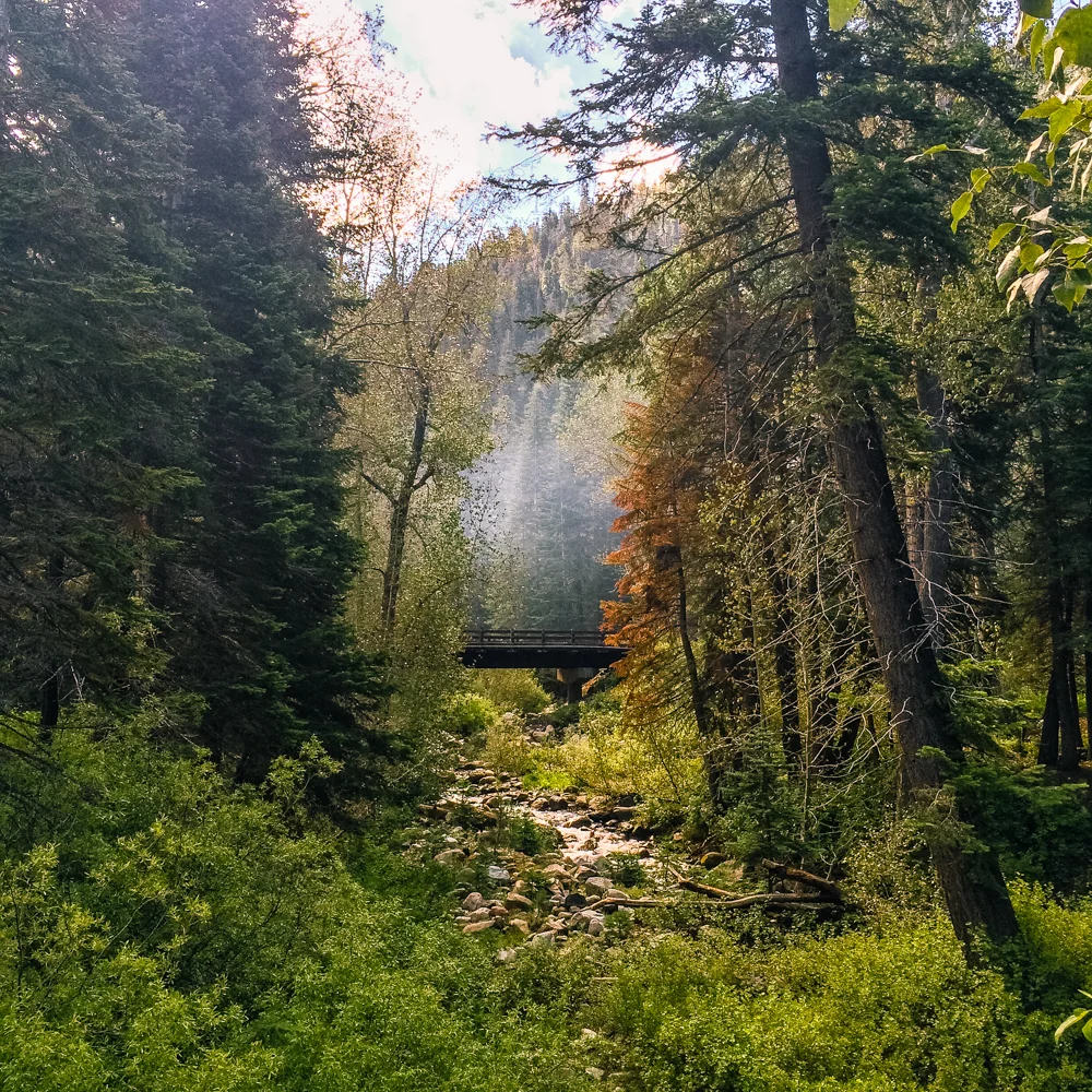 Sequoia Forest_Odaniel_IG (15 of 32).jpg