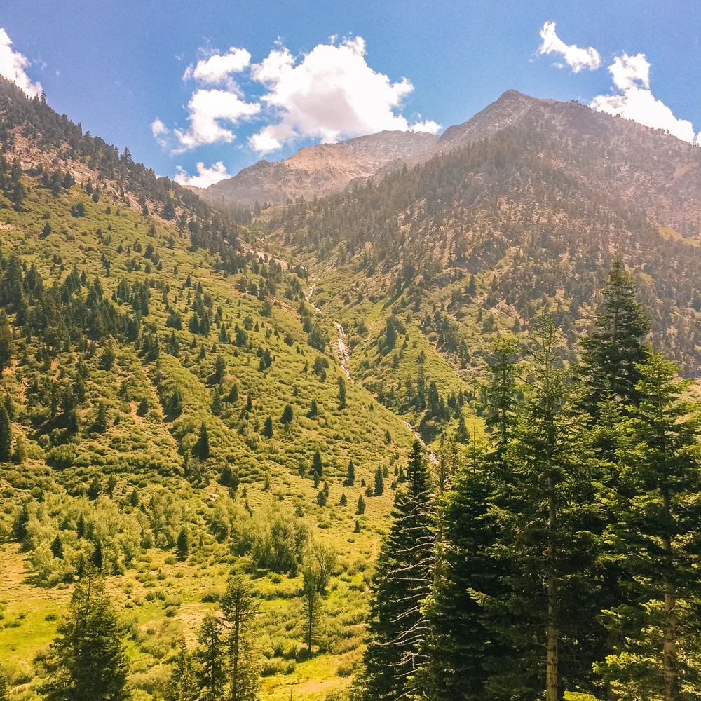 Sequoia Forest_Odaniel_IG (16 of 32).jpg