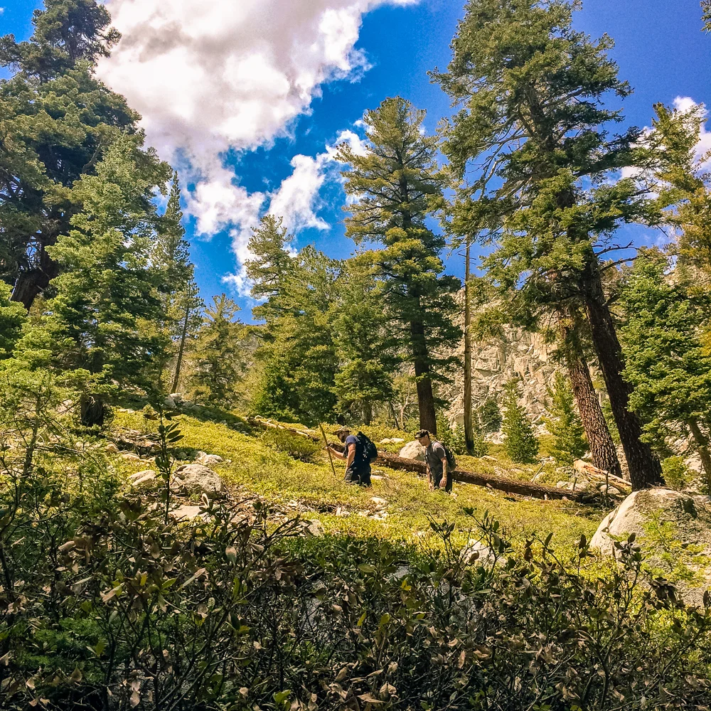 Sequoia Forest_Odaniel_IG (17 of 32).jpg
