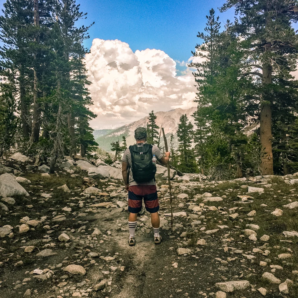 Sequoia Forest_Odaniel_IG (28 of 32).jpg