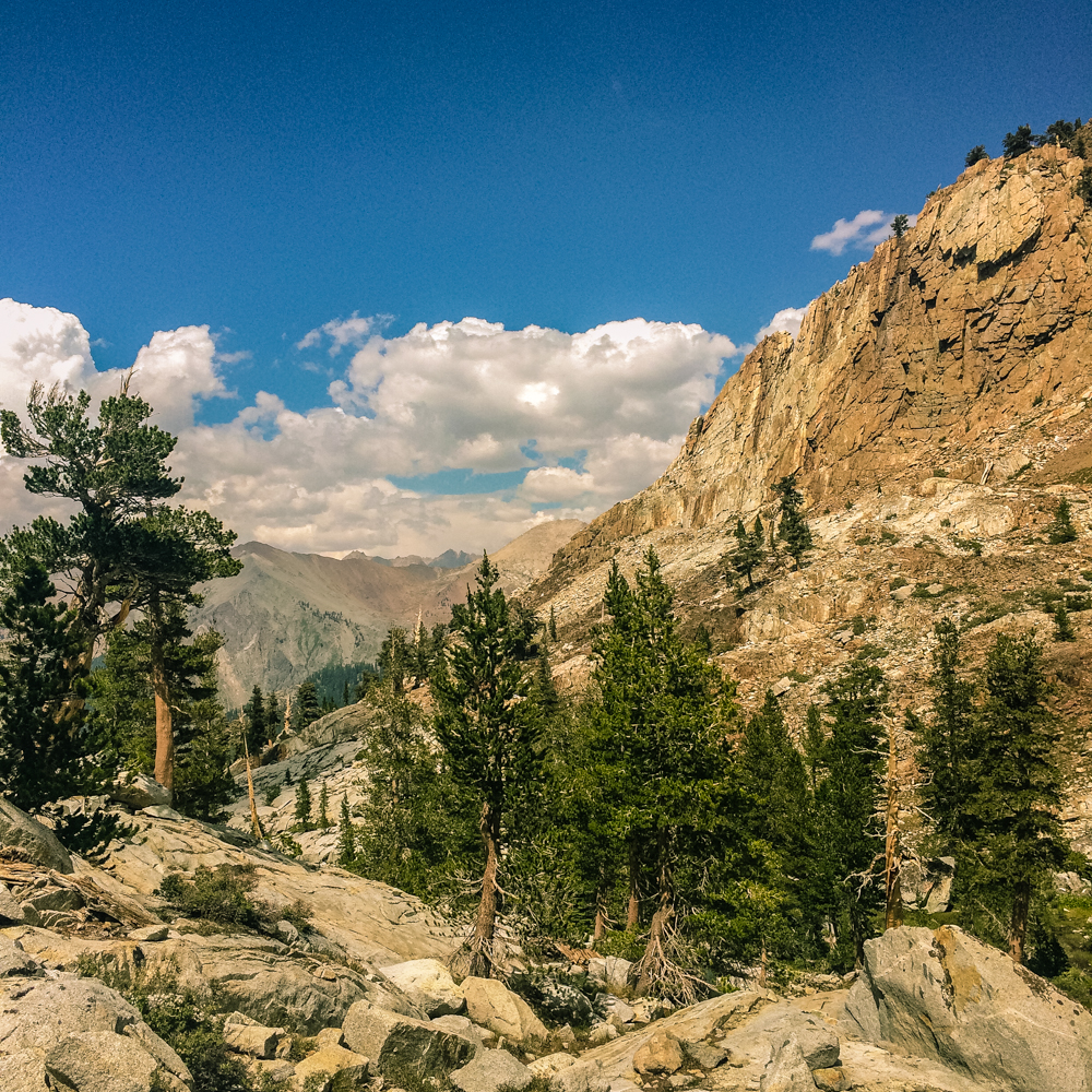 Sequoia Forest_Odaniel_IG (30 of 32).jpg