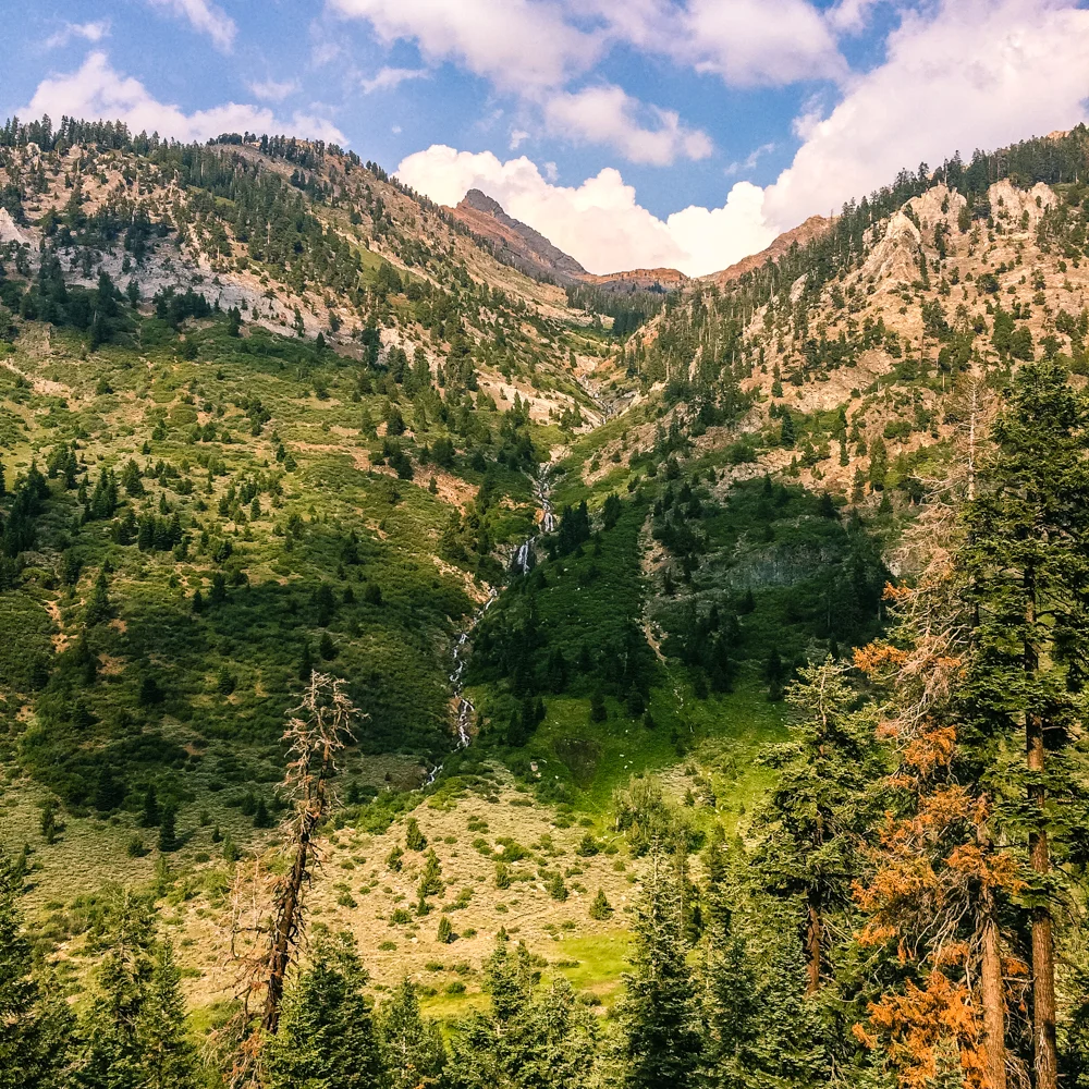 Sequoia Forest_Odaniel_IG (32 of 32).jpg