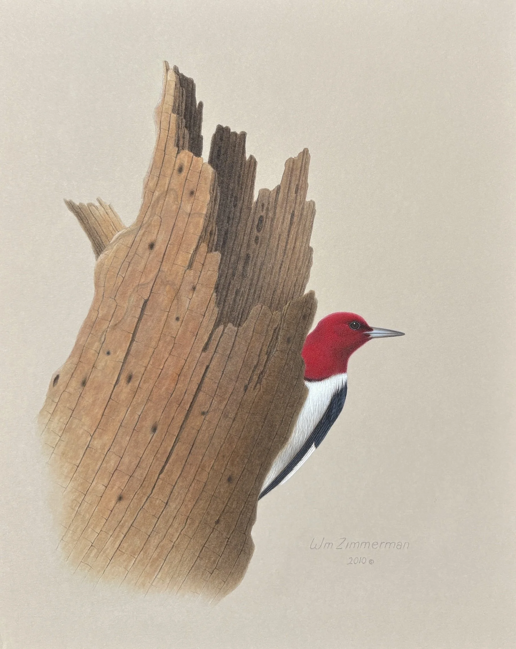 William Zimmerman (American 1937-2011) Red-headed Woodpecker, 2010 Acrylic on paper, 12 × 9 inches Signed and dated lower right