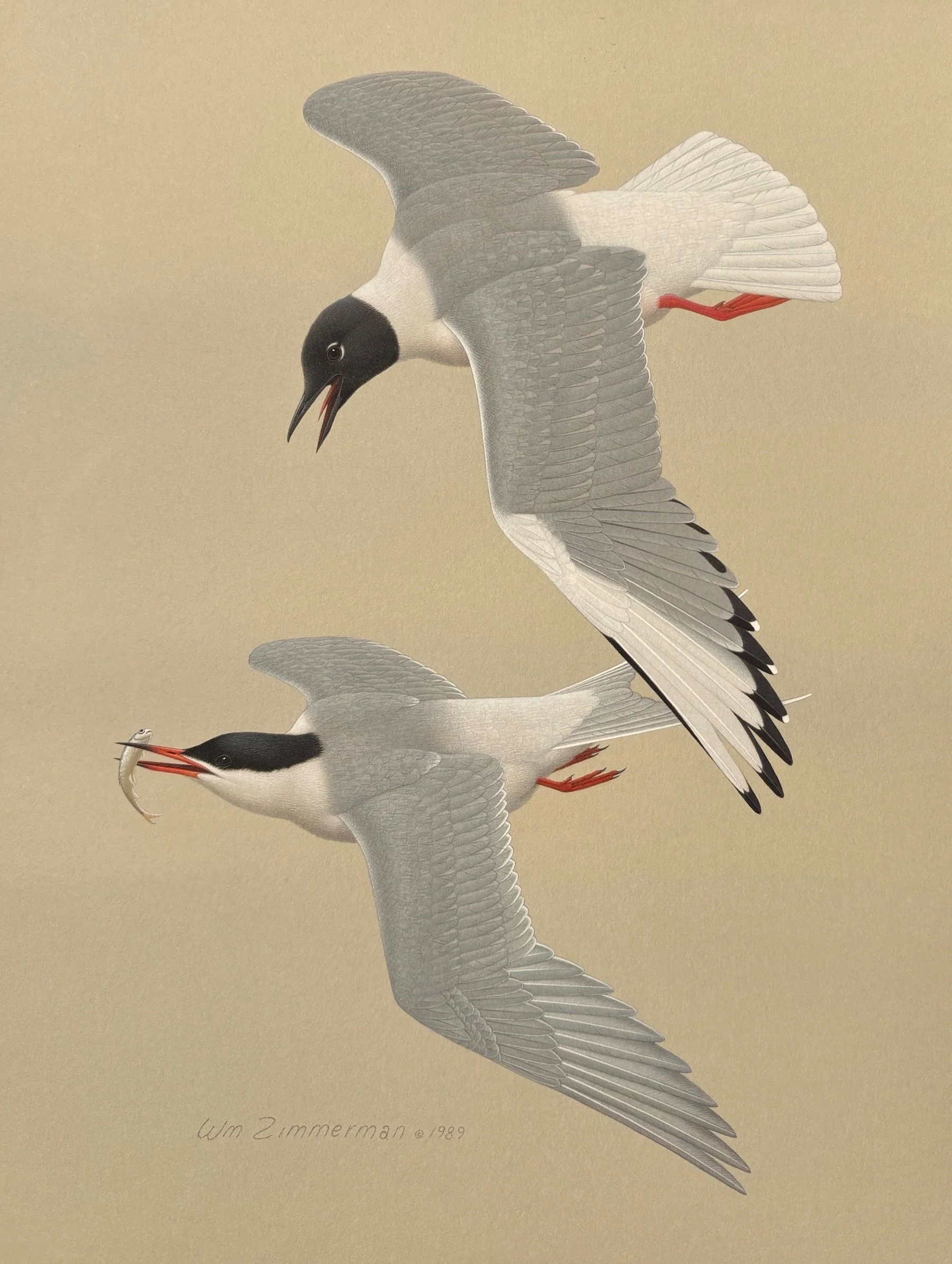 William Zimmerman (American 1937-2011) Bonaparte’s Gull and Forster’s Tern, 1989 Acrylic on paper, 12 × 9 inches Signed and dated lower left