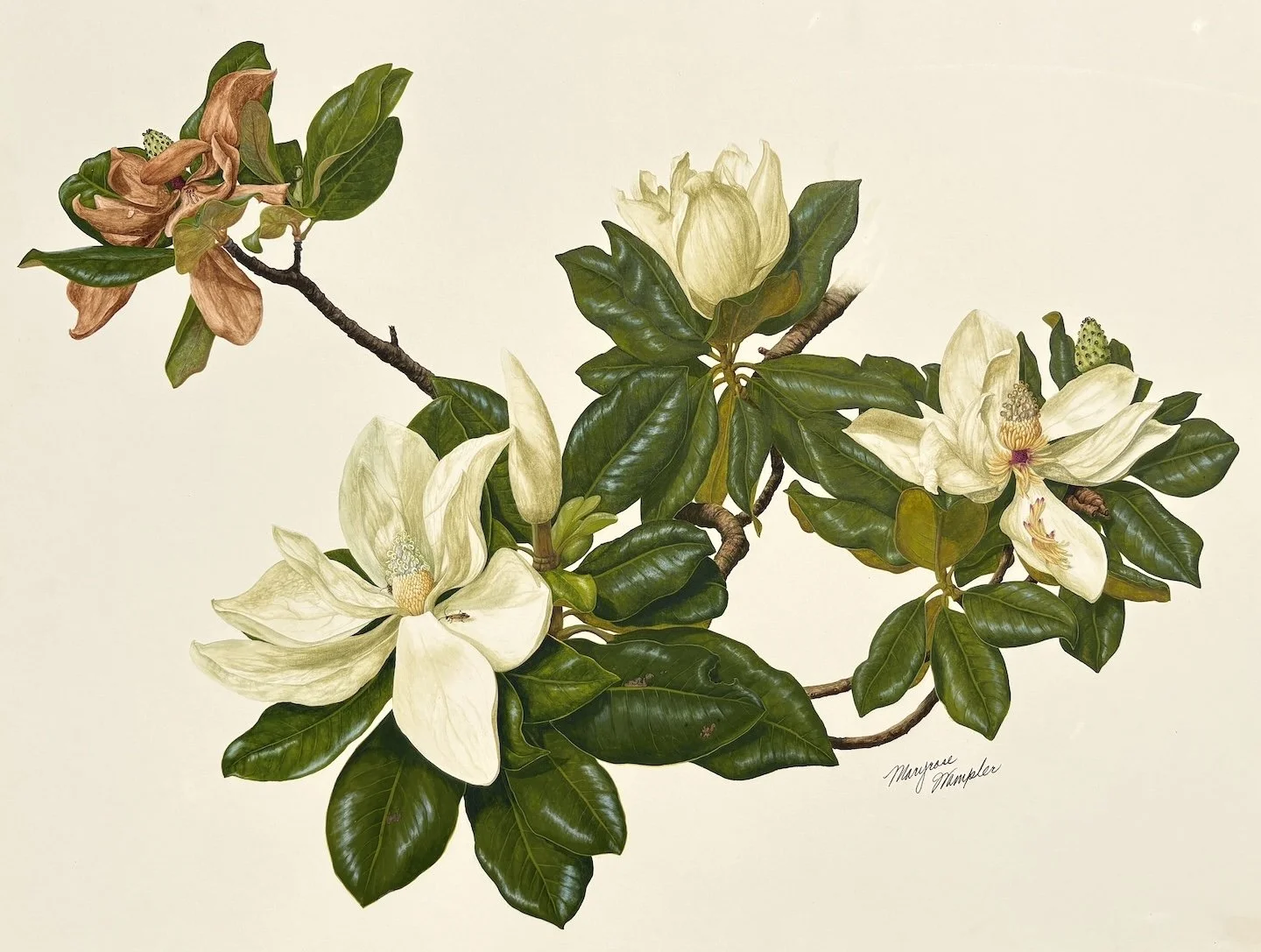 Maryrose Wampler (American 1937-2017) Magnolia, ca. 1976 Watercolor, 22 × 28 inches Signed lower right SOLD