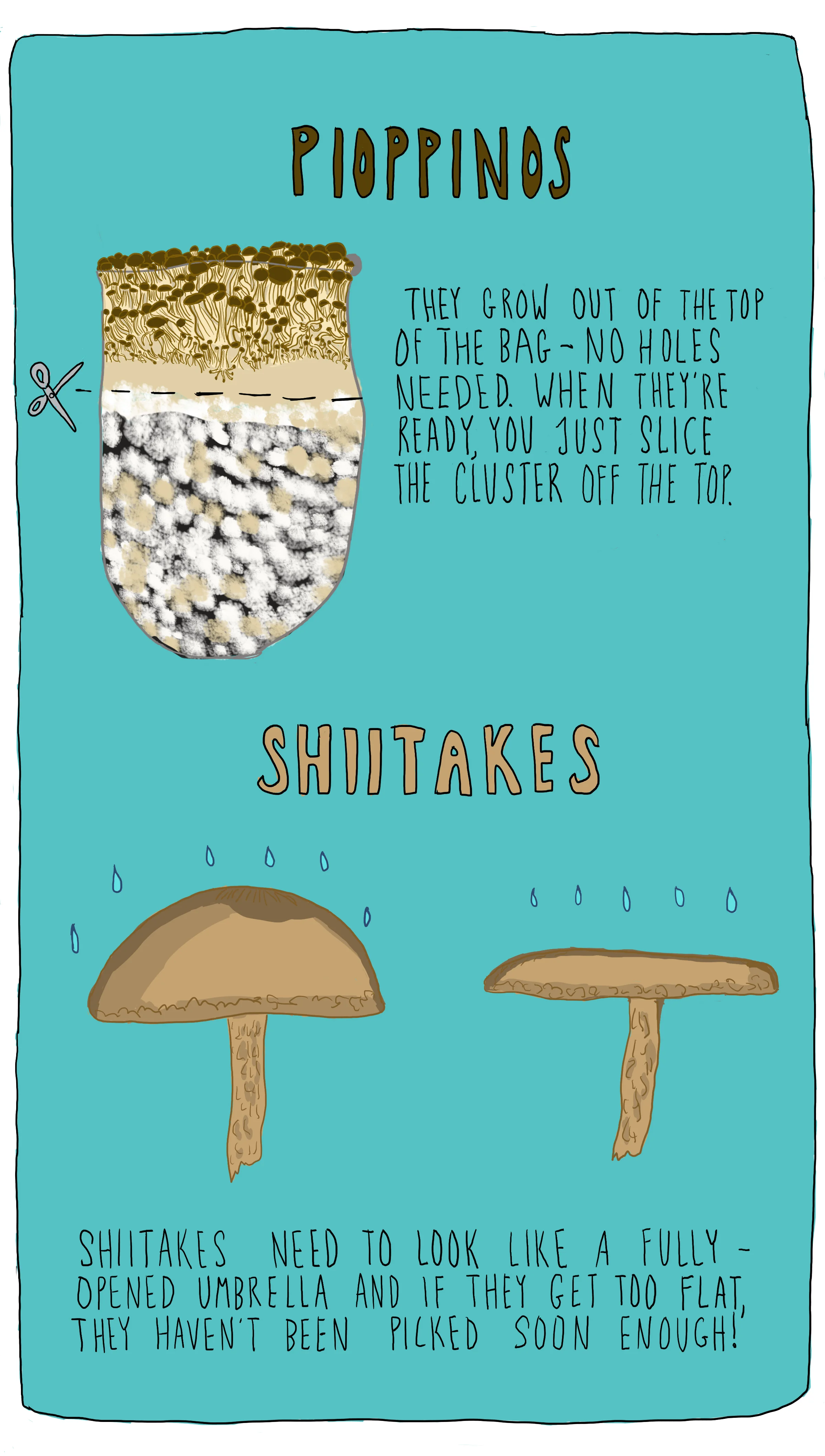 mushroomp12.jpg