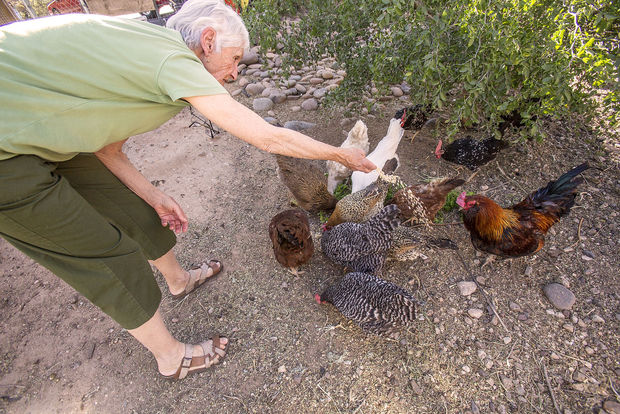 Chickens
