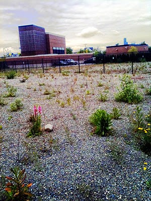 A site adjacent to Beacon Hill Station in Seattle left vacant due to poor planning following a major light rail investment.