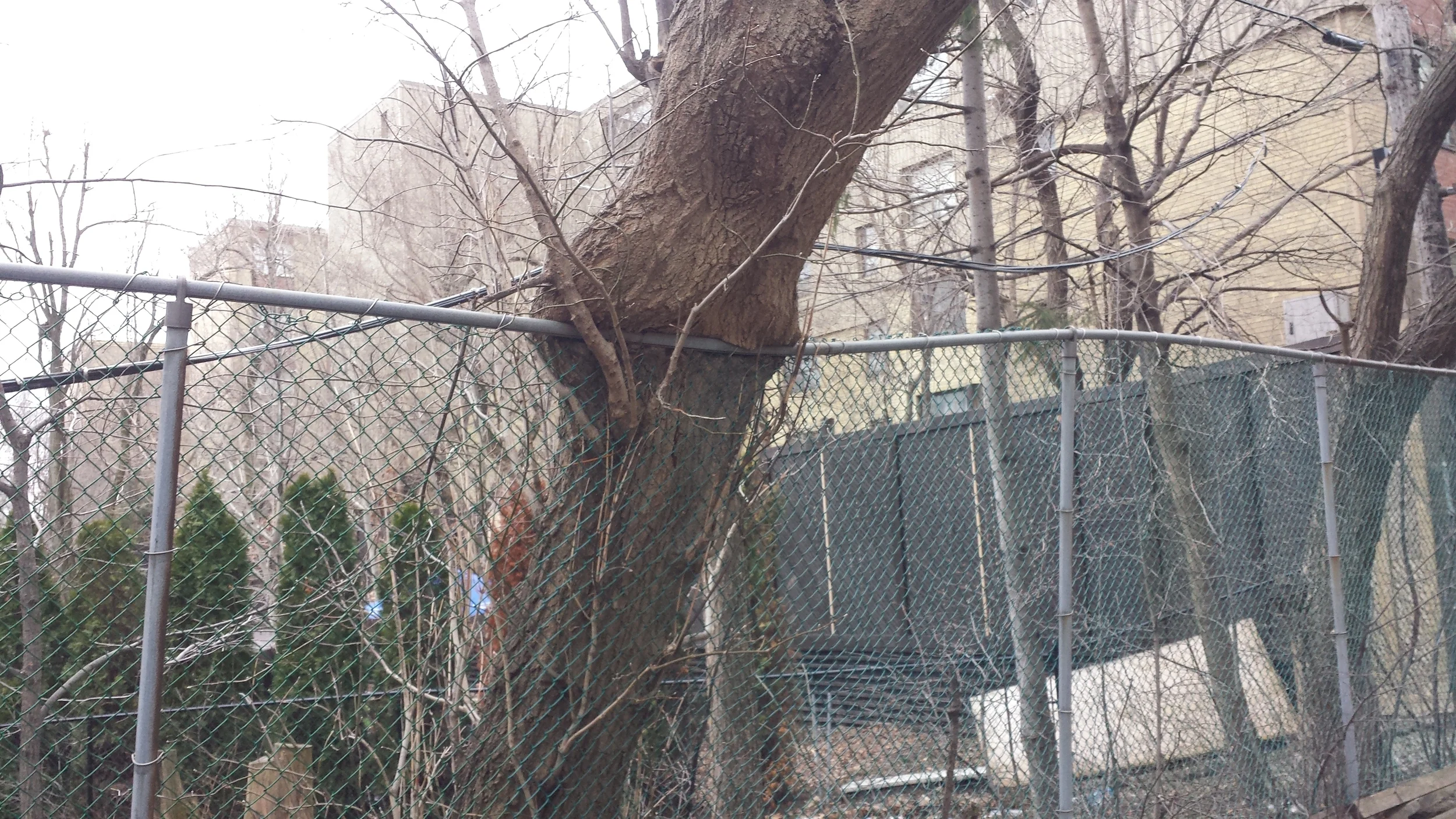 This fence is putting up a good fight holding back this encroaching tree, but time is on the side of the tree. 