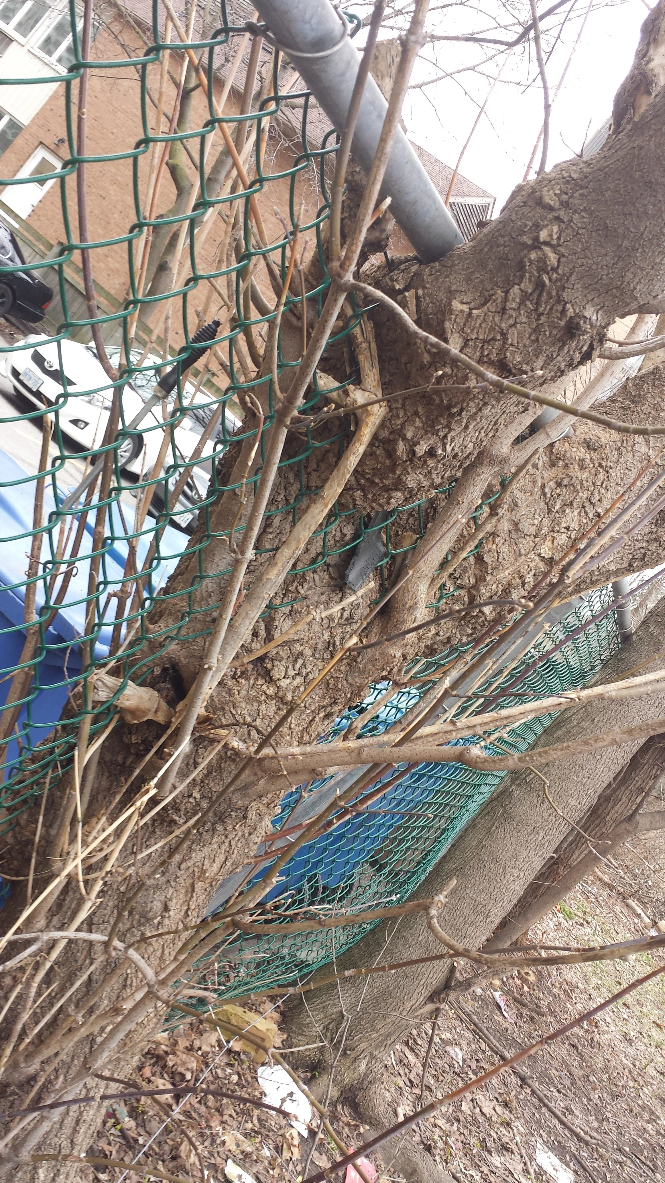 When asked how it felt about attacking an innocent fence, this tree replied: "What fence!?" 