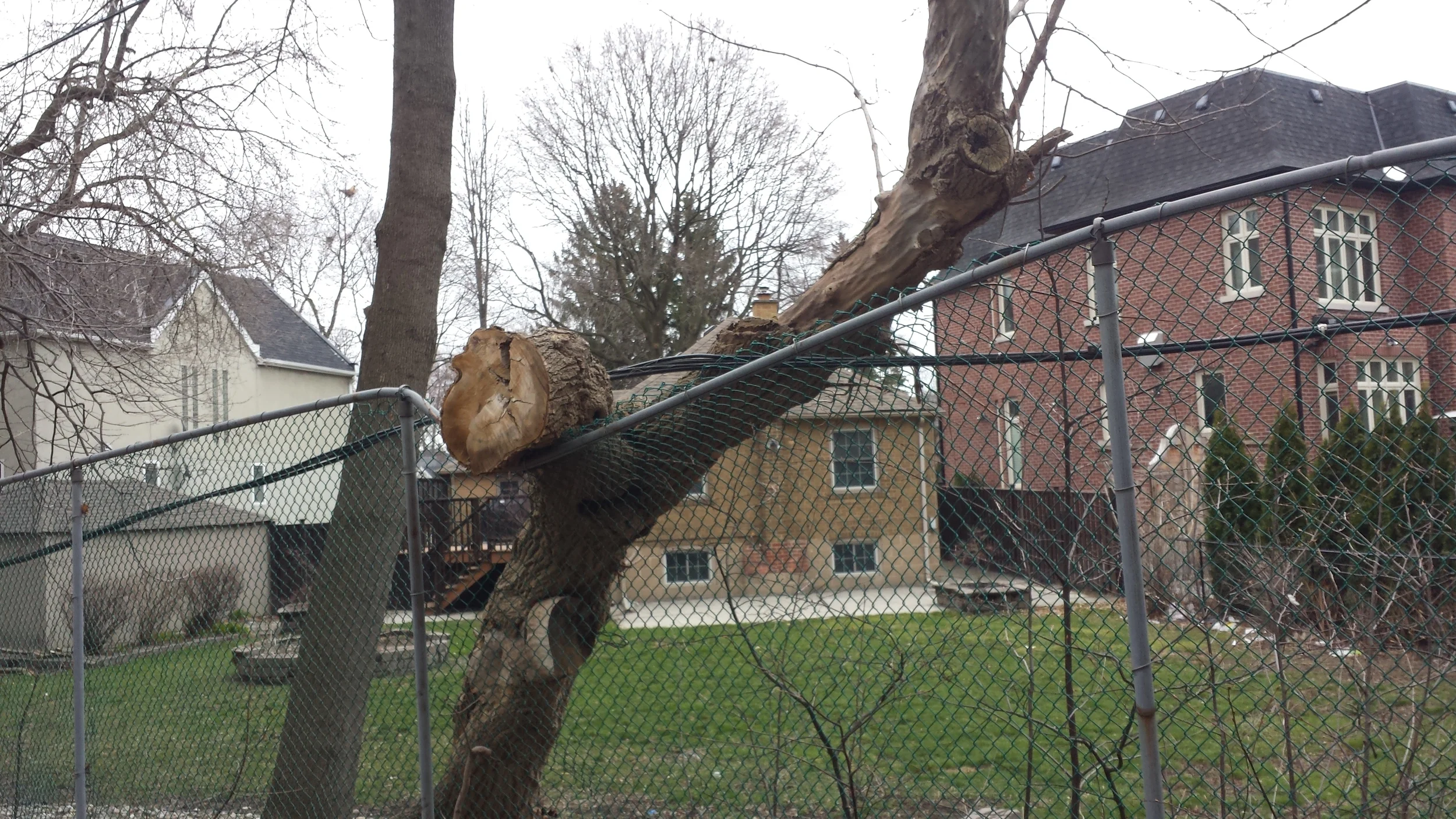 Angered over a lost limb, this tree took its rage out on an unsuspecting fence. 