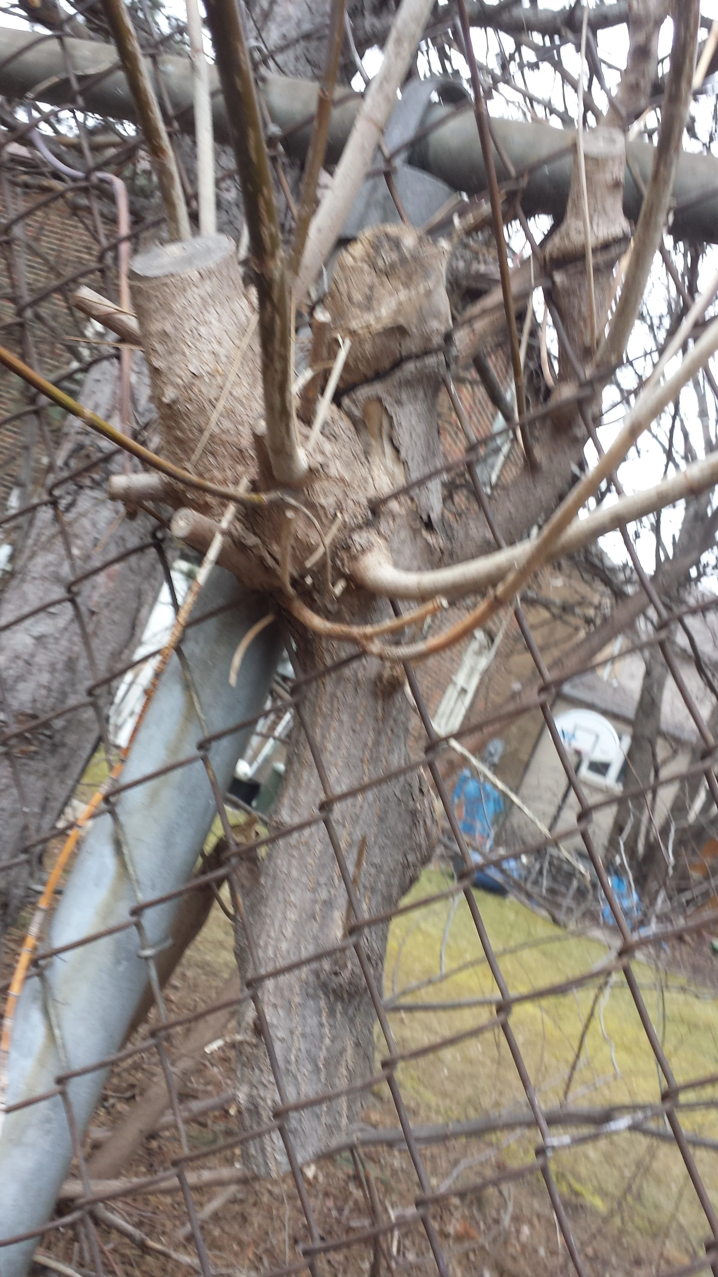 Even in death, this tree was still able to mess up a fence. Zombie trees are a hazard, and our photographer barely escaped with his life. Excuse the image quality. 