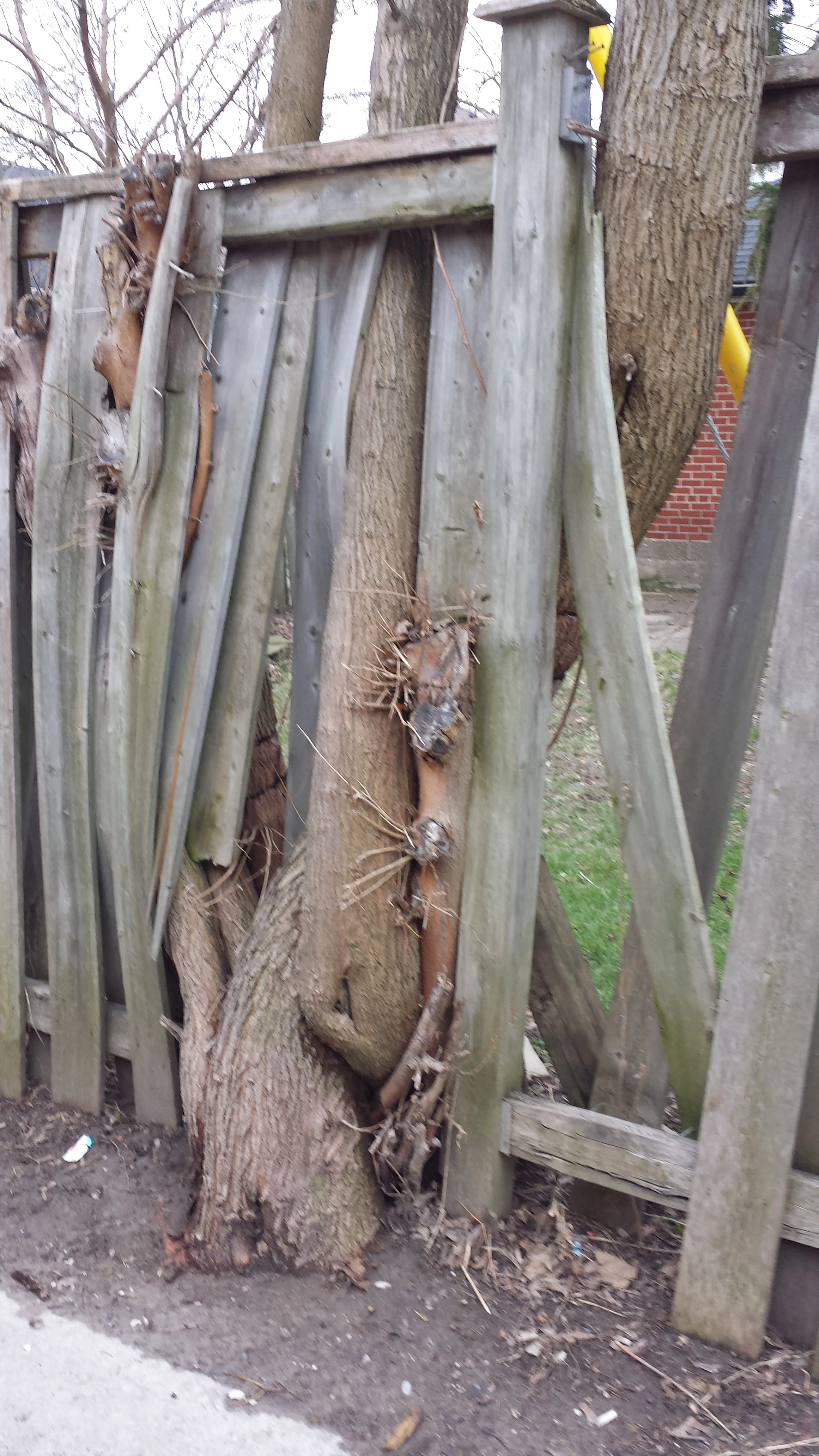 Graphic content: This tree is actually attacking a fence made of its own dead ancestors. Gruesome. 