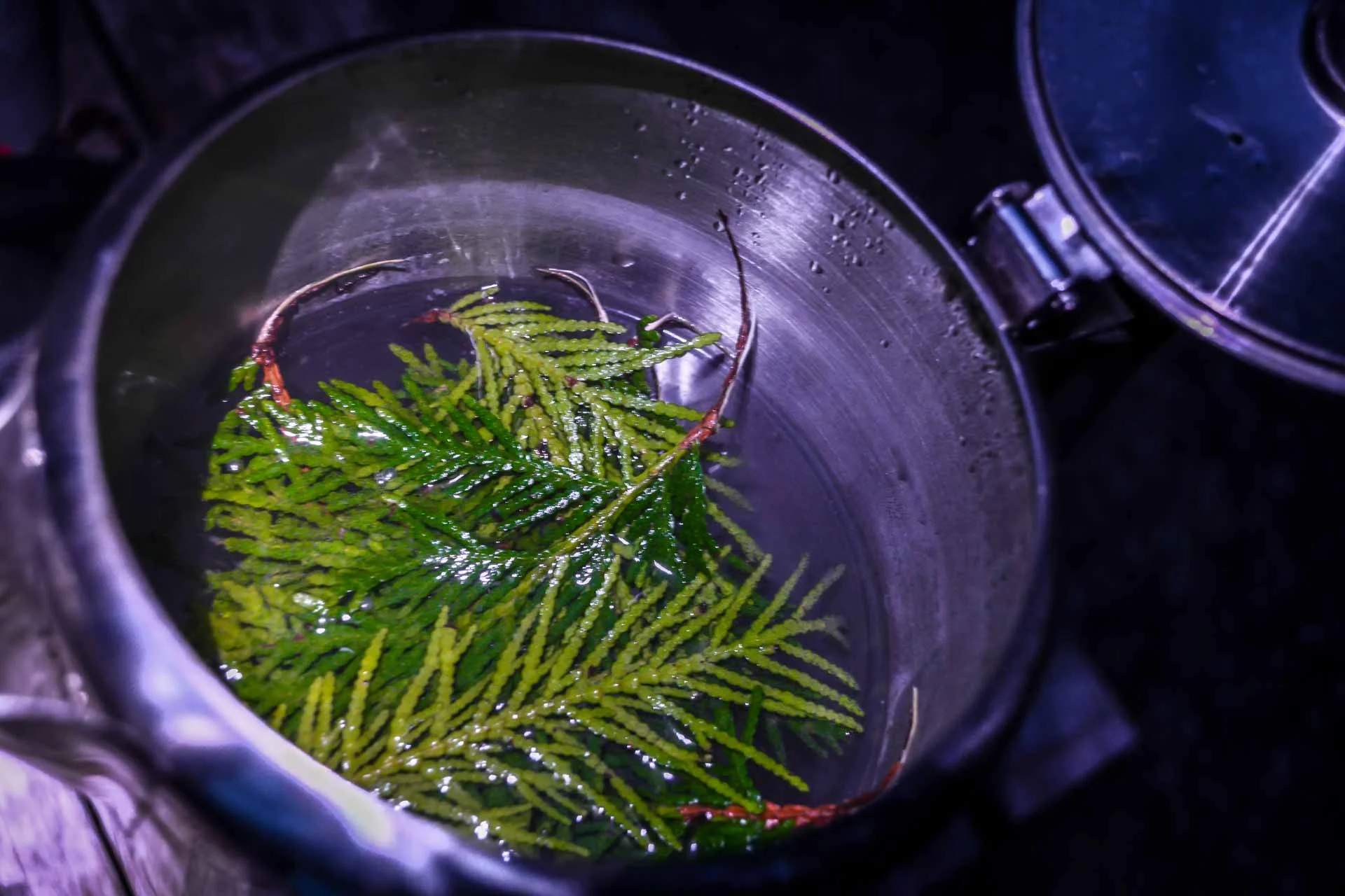 Wilderness Tea