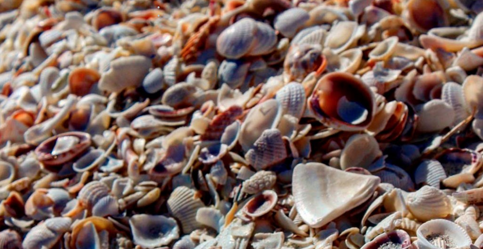 Sanibel Island Sea Shells