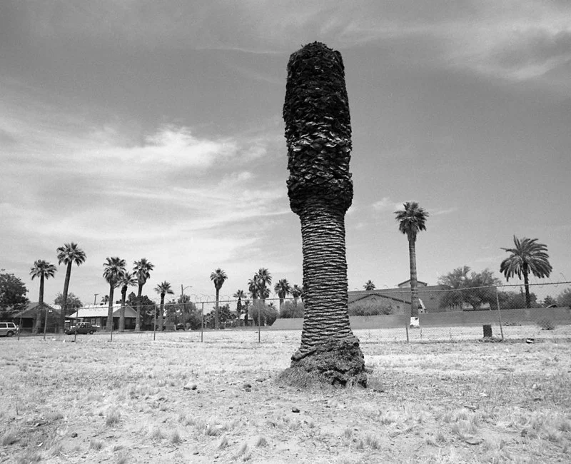 palmtreecut.jpg