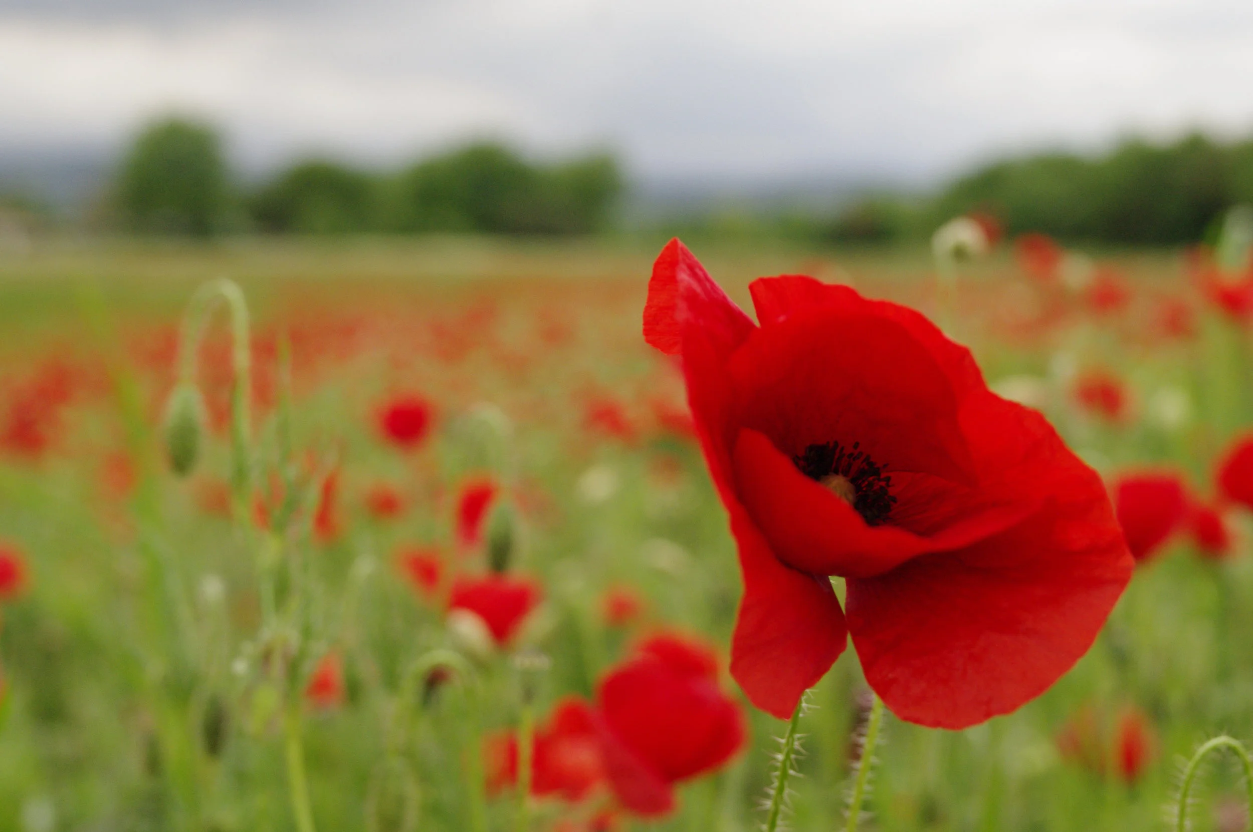 Simply Ask: Why It's More Than Okay To Ask For Help 