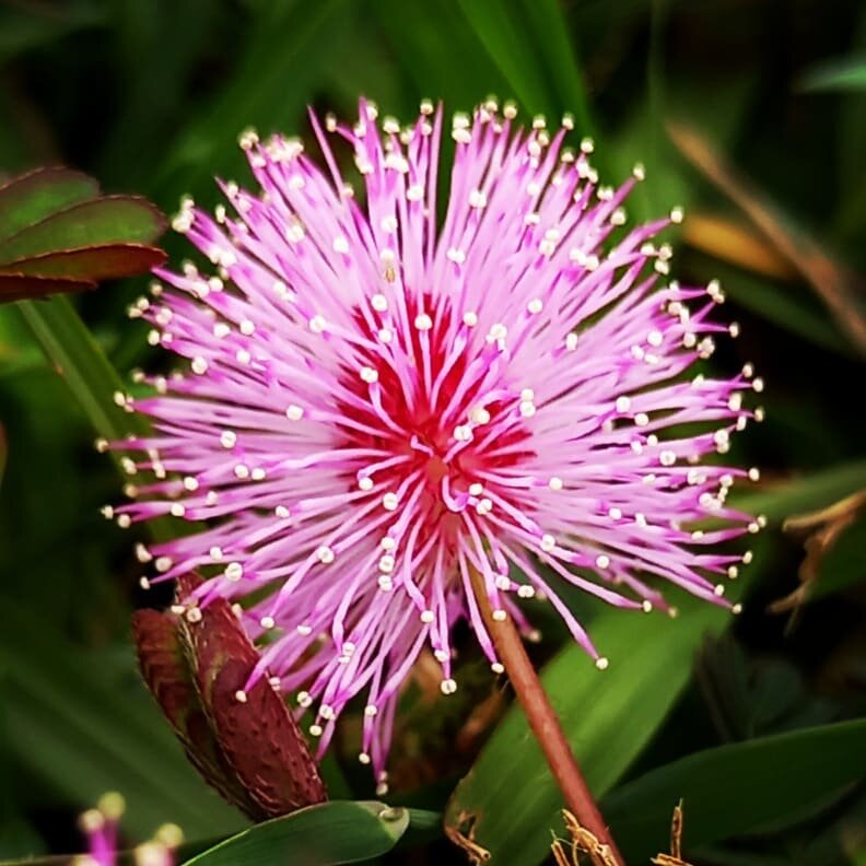 Happy New Year friends and family 💜
May your 2022 be inspiring, and filled with love, laughter and joy 🙏 #authenticwisdom #happynewyear2022 #flowersofinstagram #flowers #flower #nature