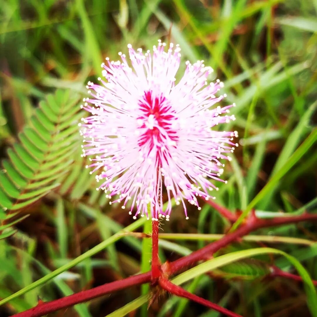 Nature provides some glorious treasures every day 💖 Found this little gem on my walk this morning. Our local park was a lake a few weeks ago, and is still pretty soggy. But Mother Nature bounces back and thrives 🌷 Finding small things to smile abou