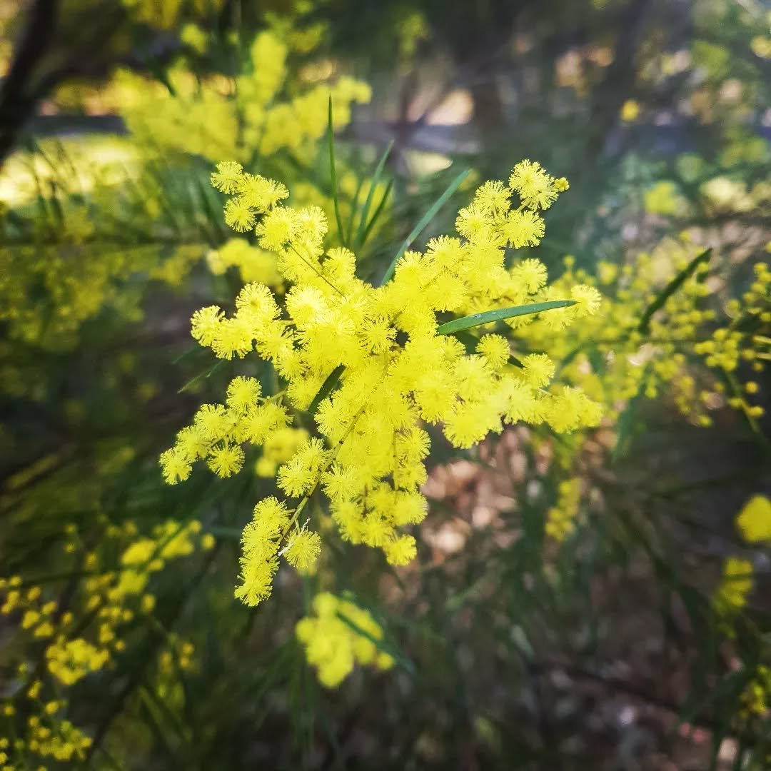 Happy Friday my lovelies 💛
Wattle makes me smile. It's probably why the flower essences if wattle are helpful for optimism and looking forward to the future. Especially in the depths of winter to remember that Spring is just around the corner. #morn