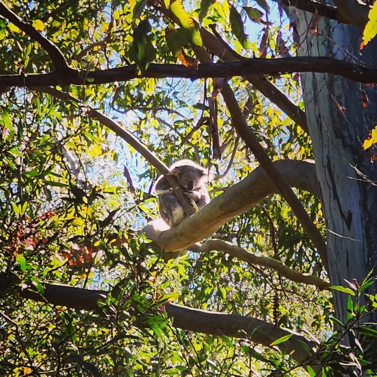 Good morning beautiful koala 🐨 Nice to see you in the wild doing your thing ❤️ #koala #spring #goodmorning #morningwalk