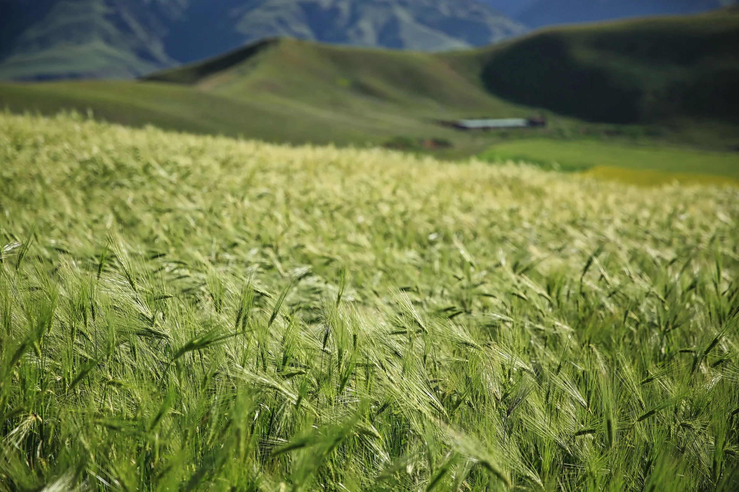 Summer 2015 Qinghai, China