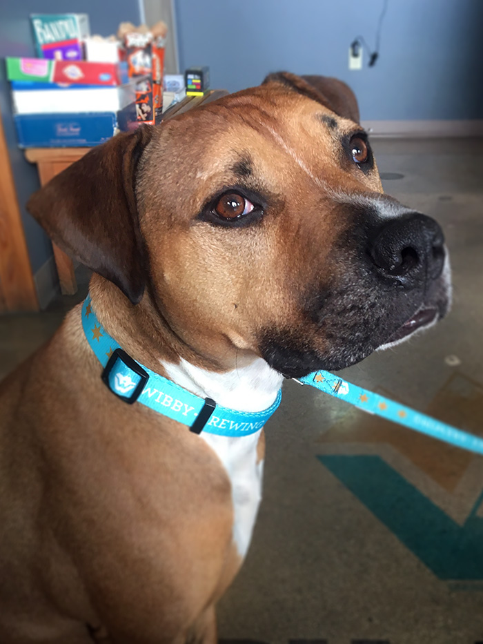 Lager Dog Collar — Wibby Brewing