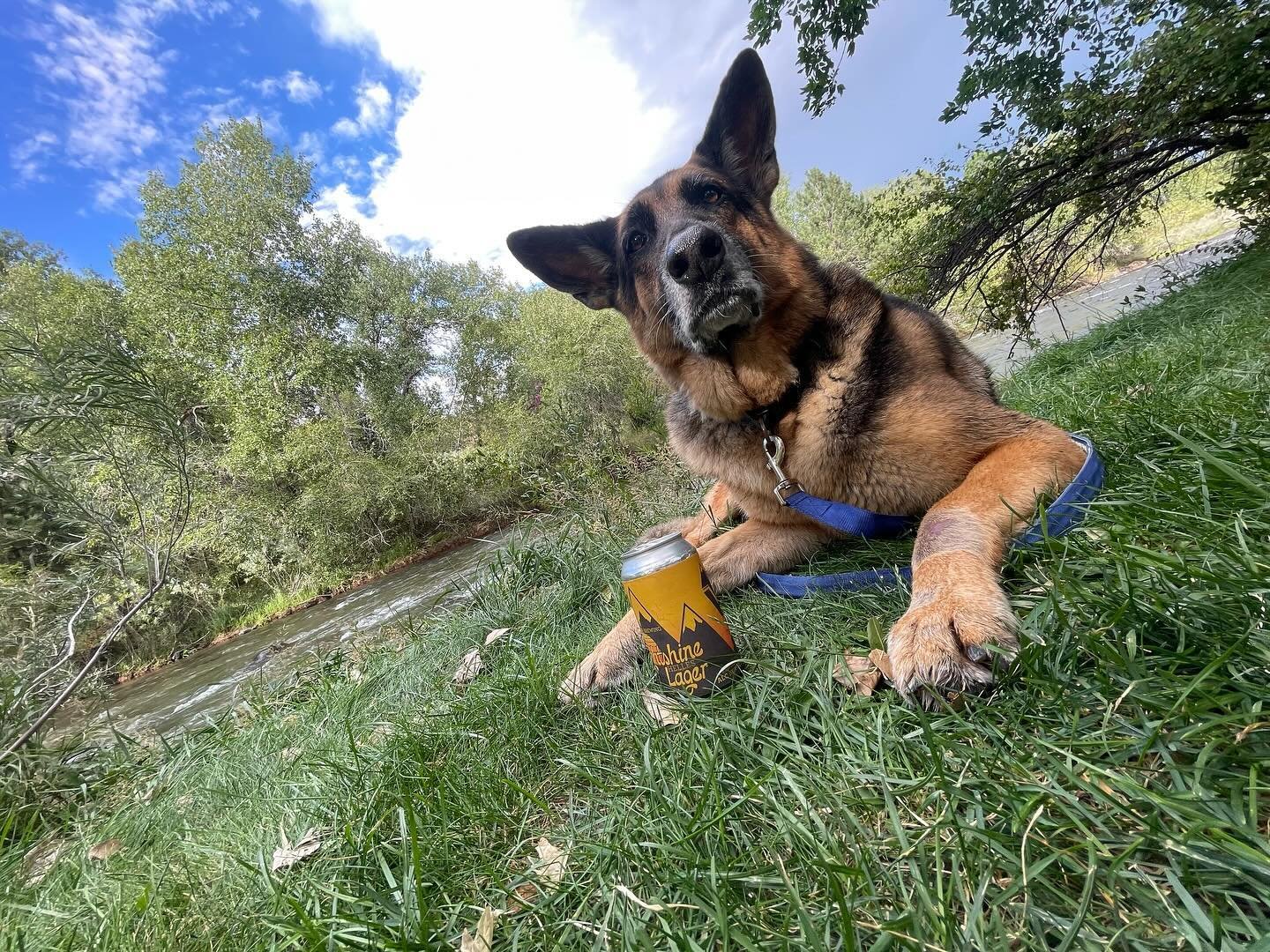 Serious about Spring feat. Lightshine Helles &amp; our brewery King German, Mickey Heart.
#letyourlightshine 

#crisp #clean #medalwinning 
#golden #refreshing
 @weyermann_specialty_malts 
@elitebrands 
@hcb_colorado