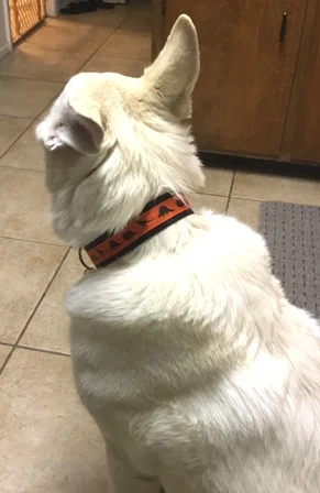 orange dino model.jpg