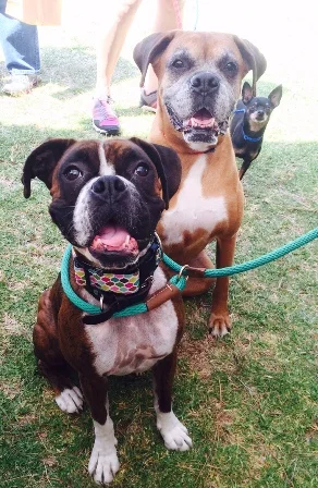 diamonds dogs.jpg