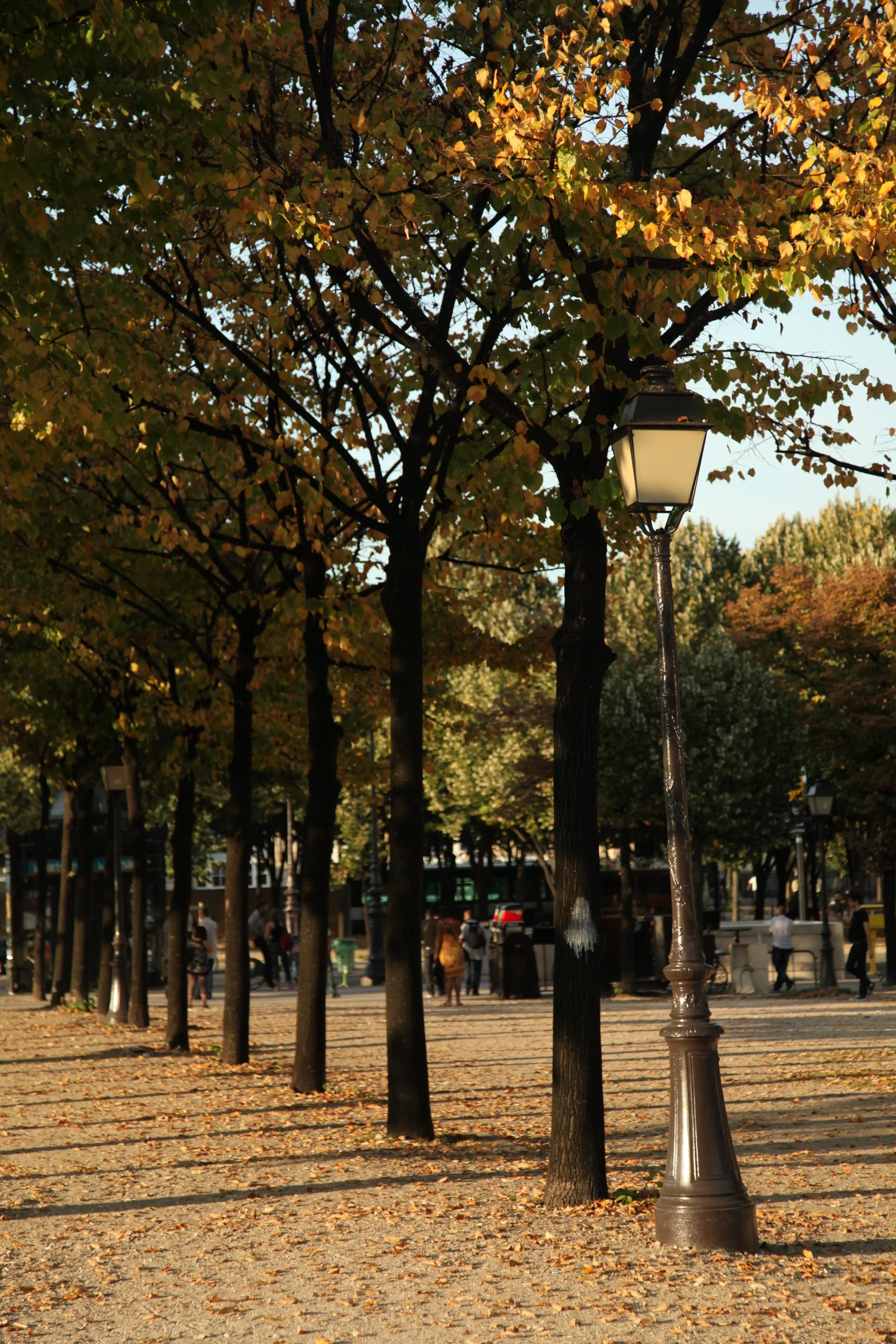 Paris Trees