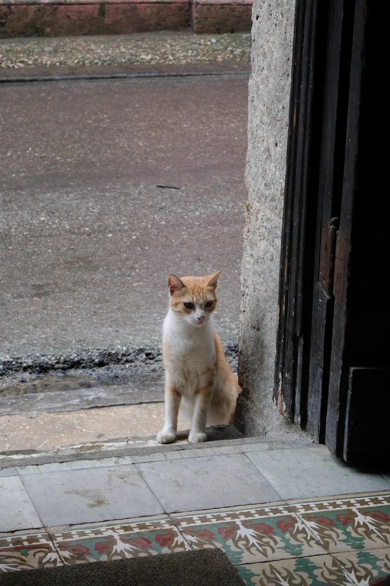 DSCF4195.jpg