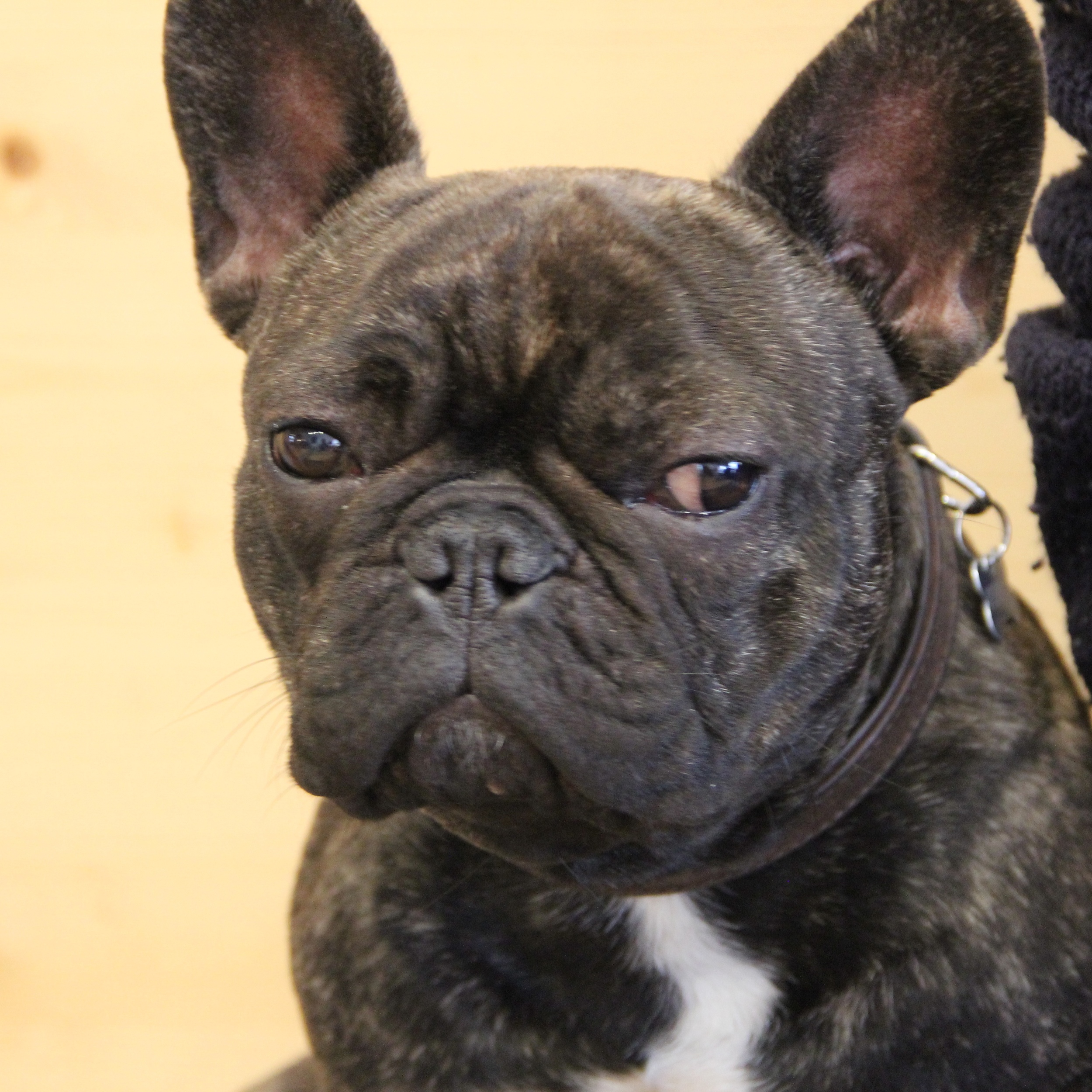 " Grumpy dog''