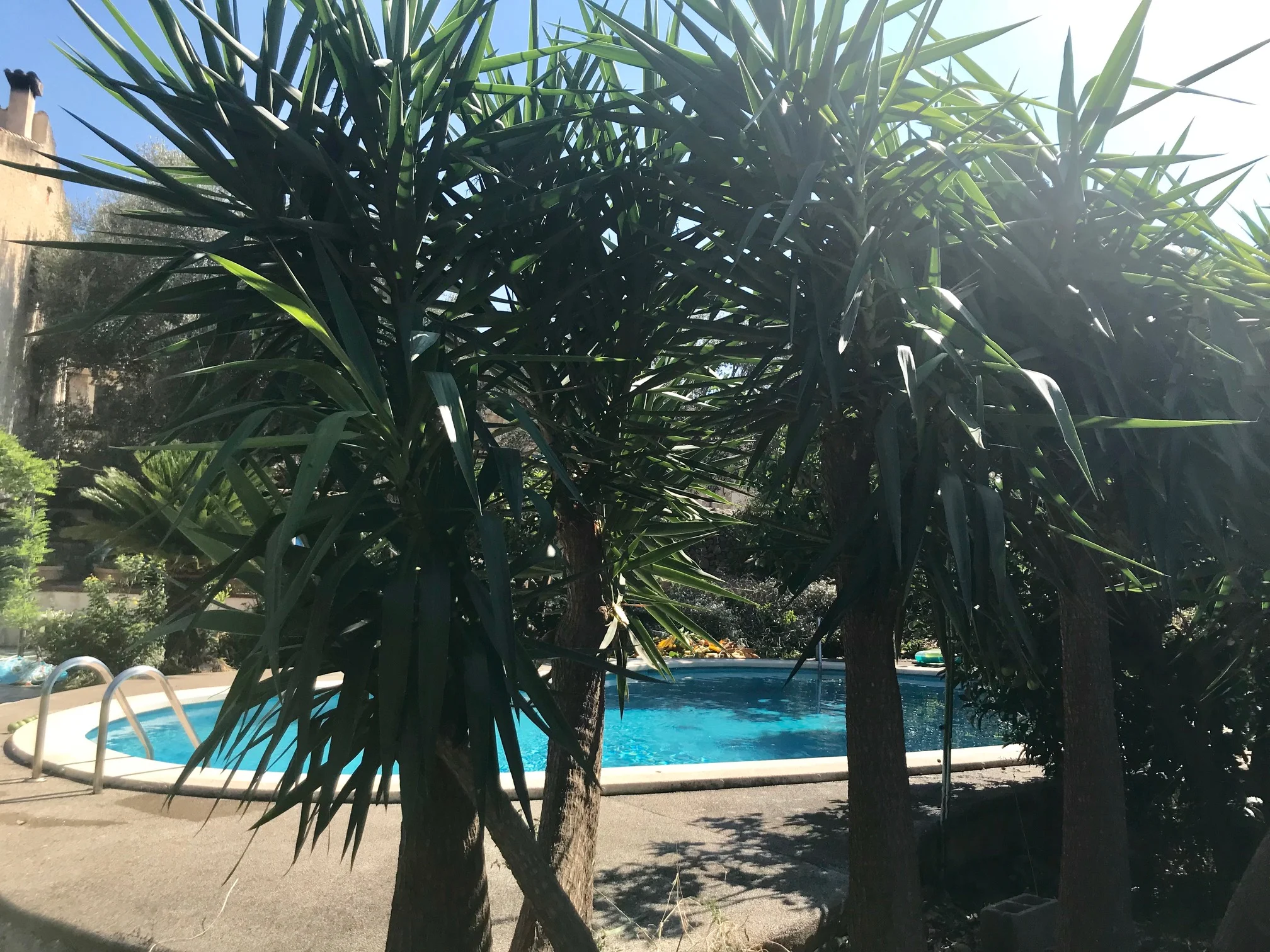 pool palms.jpg