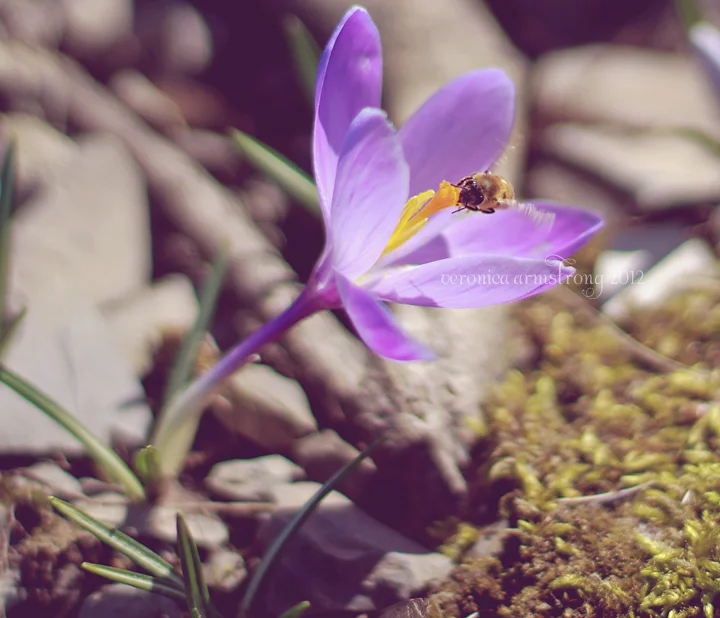 Birds, Bees, and Spring.