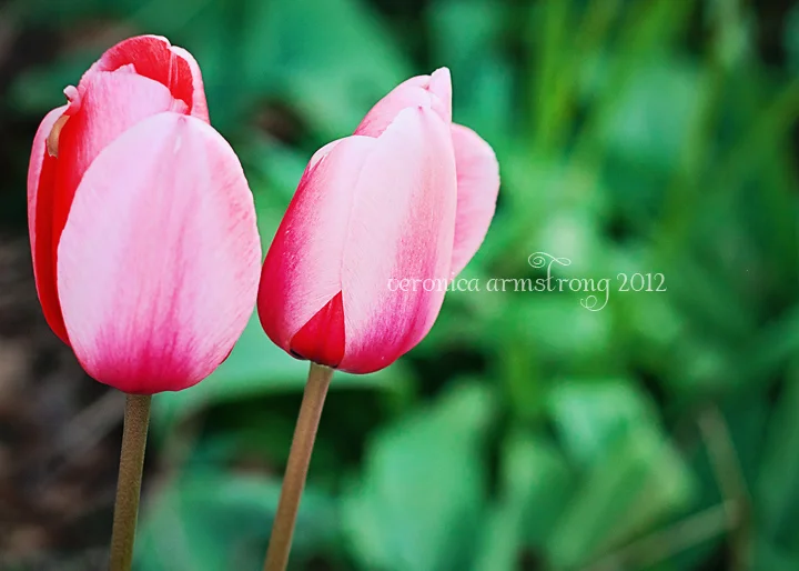 My Artist's Way Toolkit Review