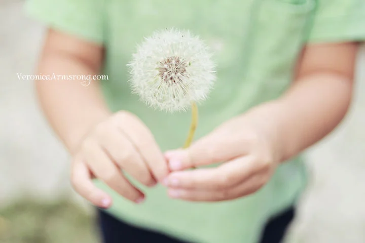 The last dandelion of the season. 