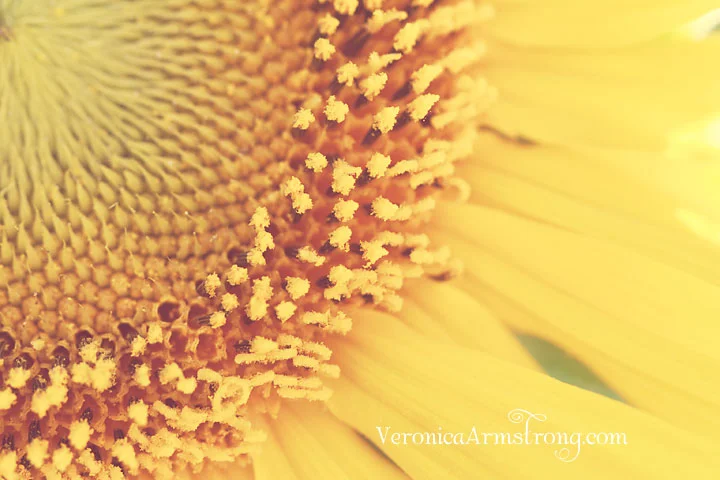 Stream of Consciousness Sunday: My Husband