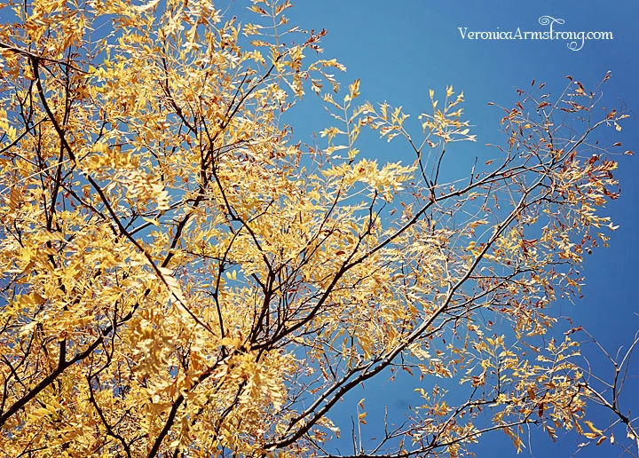 Fall is so beautiful. 