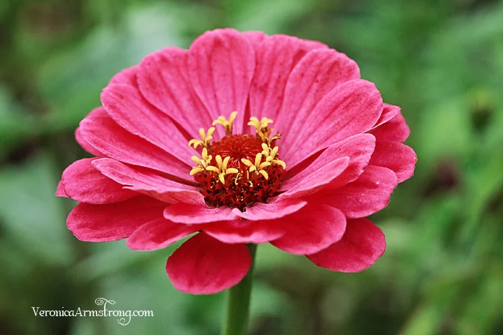 Nurture Photography Fall Photo Challenge: Green. 