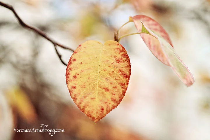 Nurture Photography Fall Photo Challenge: Yellow/Light