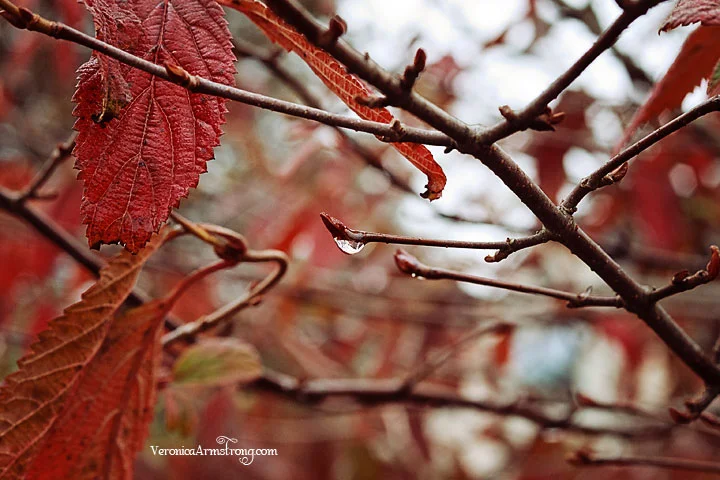 Nurture Photography Fall Photo Challenge: Red/Foliage