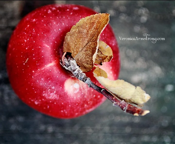 Nurture Photography Fall Photo Challenge: Finale